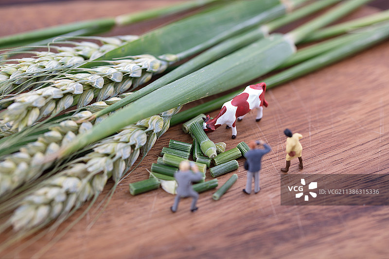 微缩创意青小麦青储饲料报道图片素材