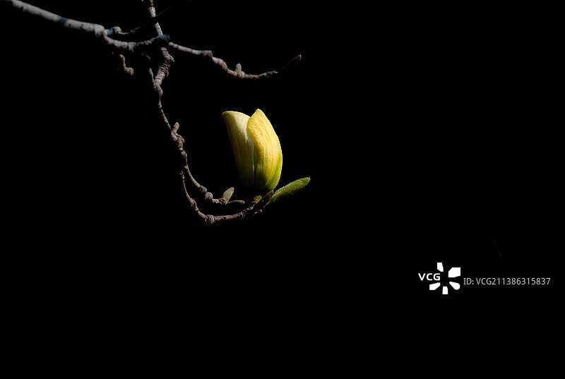 玉兰花图片素材