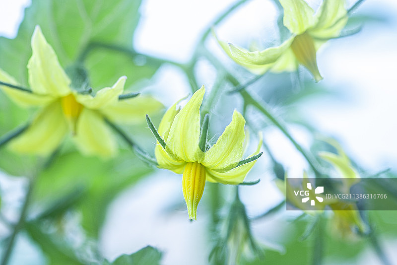 番茄开花图片素材
