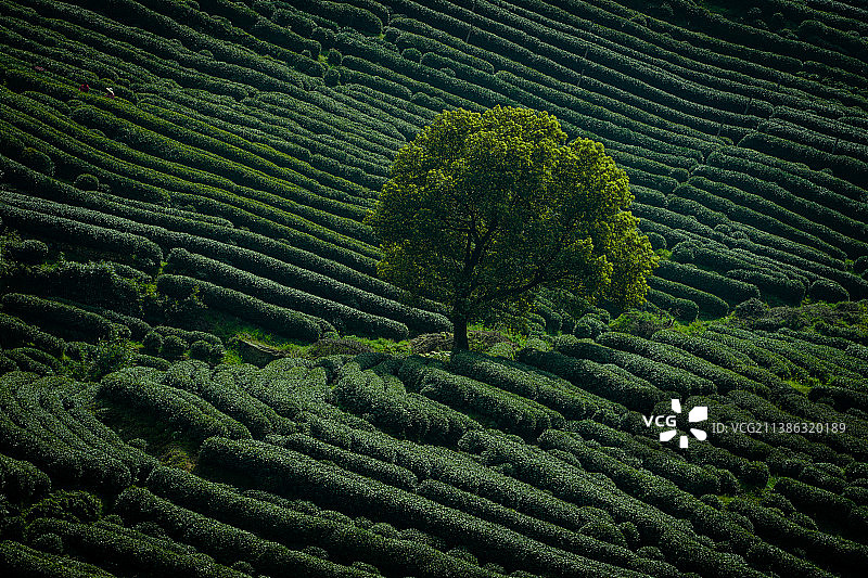 茶田的树图片素材