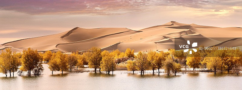沙漠与胡杨便是永恒图片素材