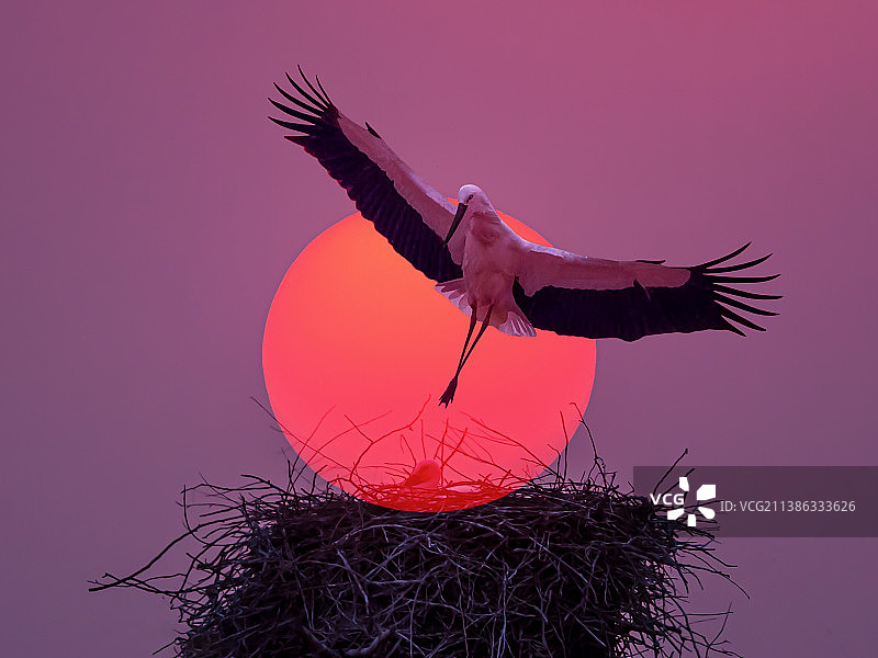 东方白鹳图片素材