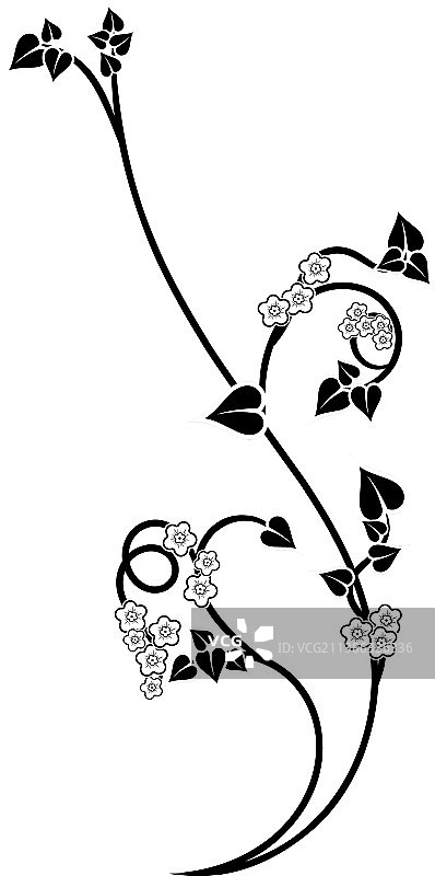 黑色藤蔓花卉卷须图片素材