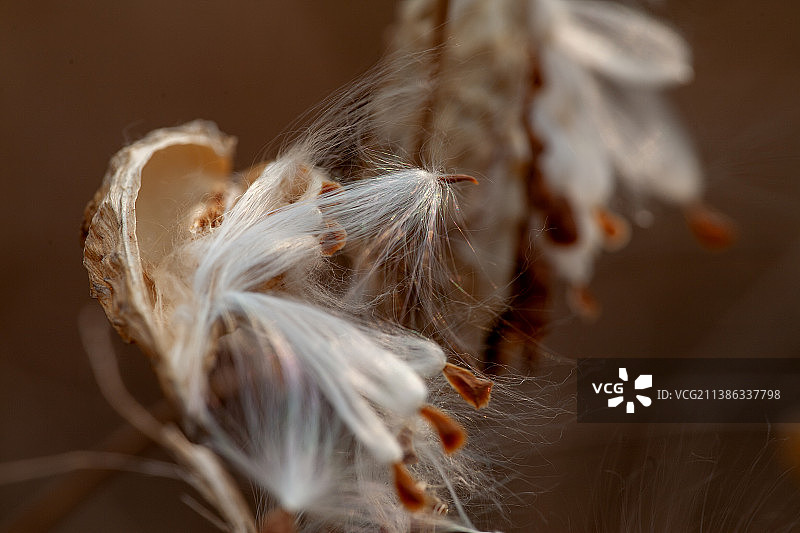 种子 · 飞絮图片素材