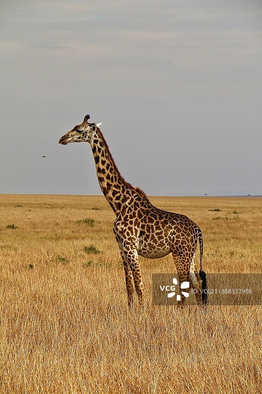 非洲长颈鹿 | Giraffe图片素材