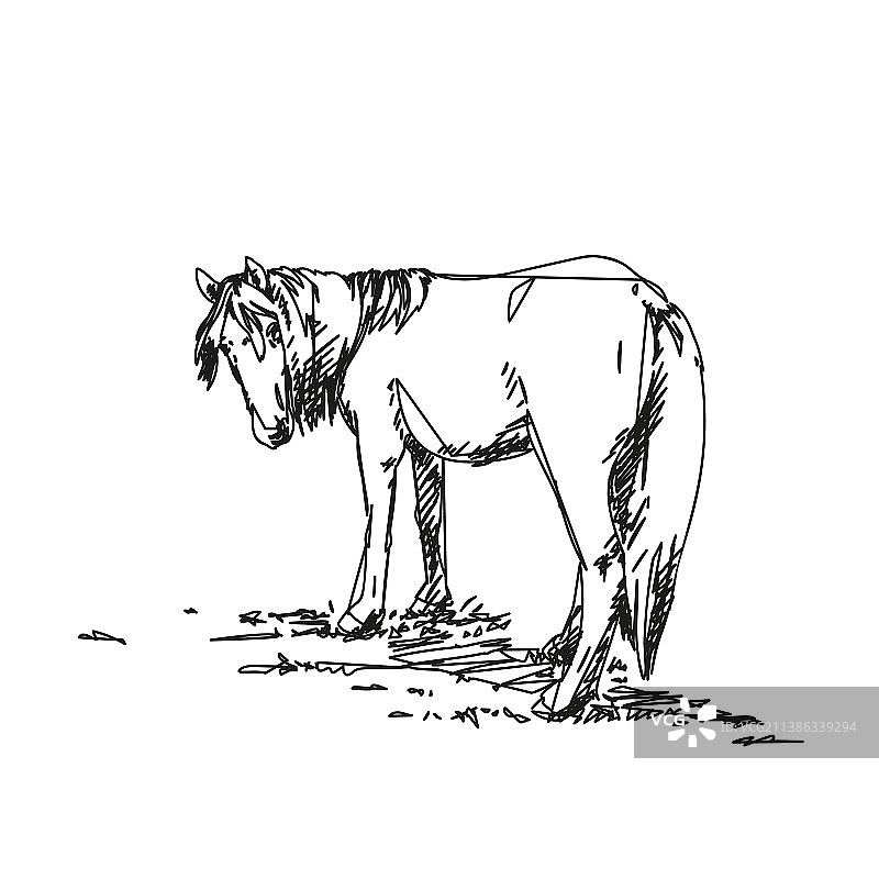 抽象线条长鬃马素描图片素材