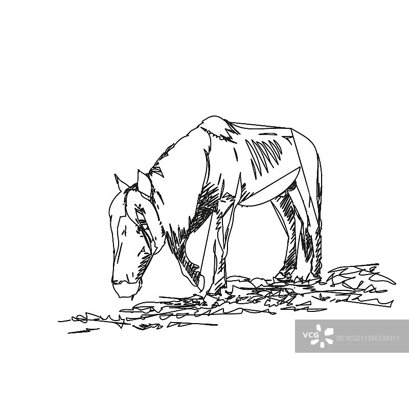饥饿马匹抽象素描图片素材