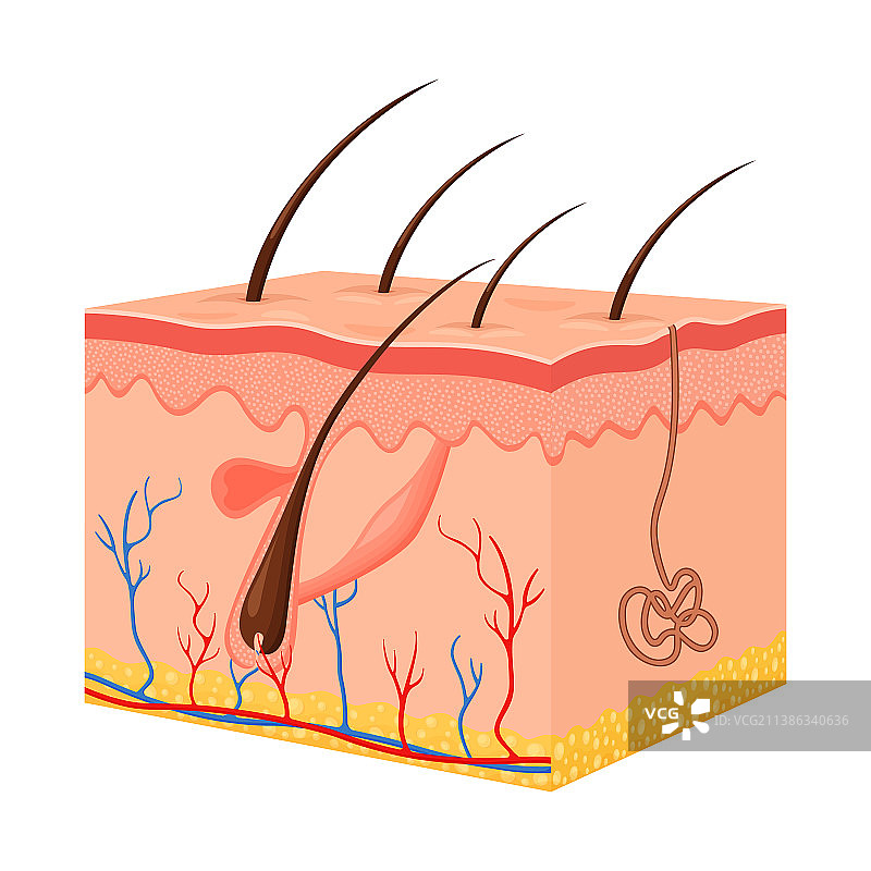含毛囊的人类皮肤表皮层图片素材