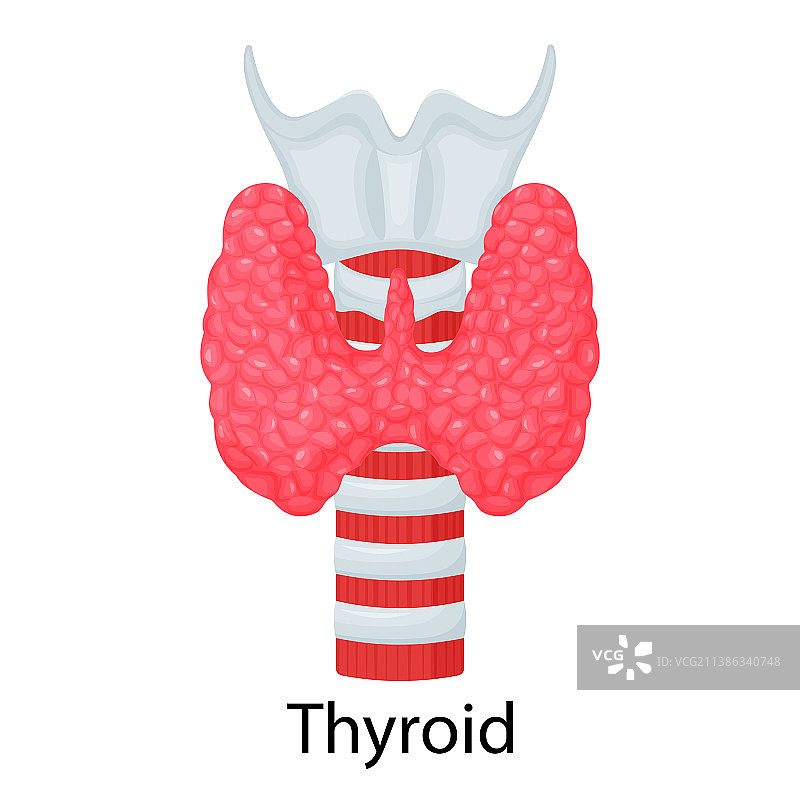 白色背景上的人体甲状腺器官图片素材