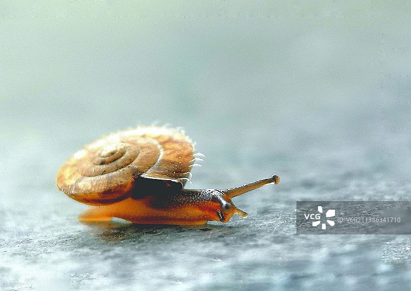 蜗牛散步图片素材