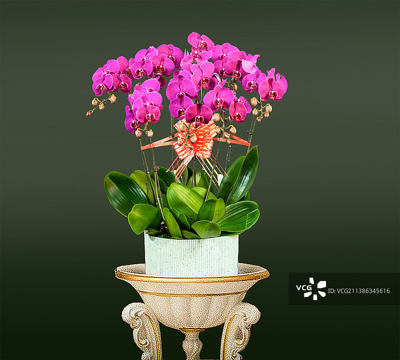 蝴蝶兰花盆摆图片素材