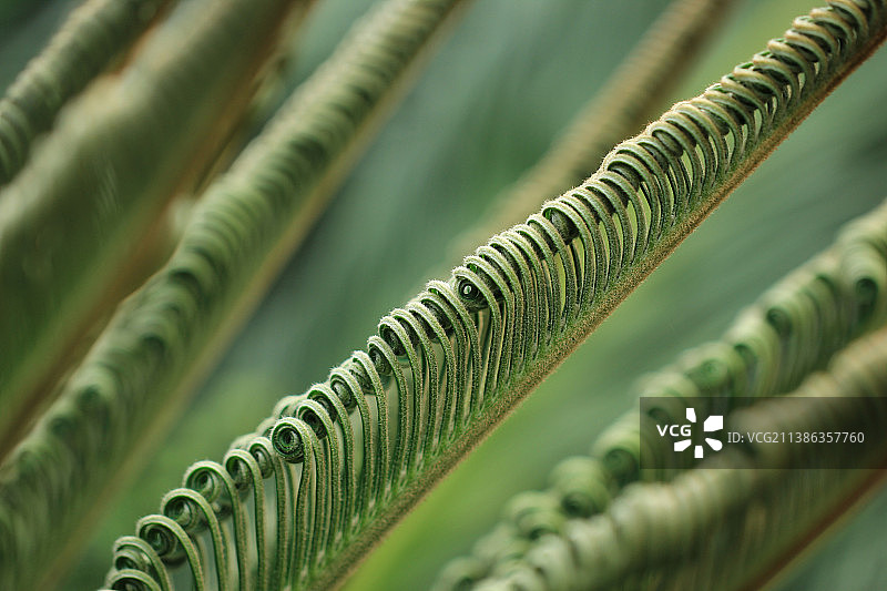 苏铁 铁树 嫩叶 叶片 绿色 特写图片素材