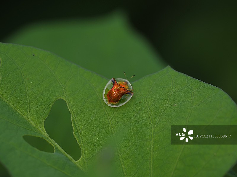 UFO也偷菜图片素材