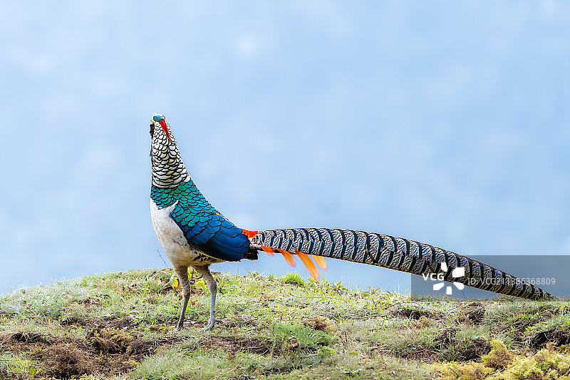 白腹锦鸡图片素材