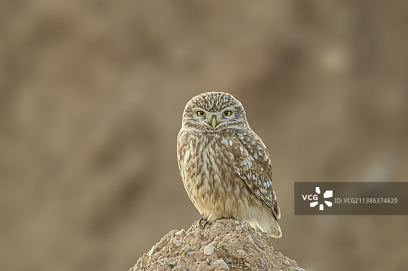 纵纹腹小鸮图片素材