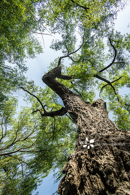 参天古树枝繁叶茂图片素材