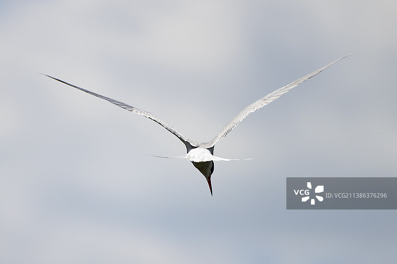 普通燕鸥捕鱼图片素材