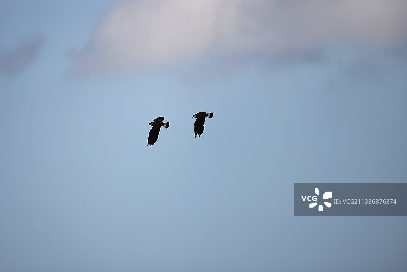 两只凤头麦鸡在飞图片素材