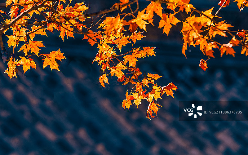 枫叶红于二月花图片素材