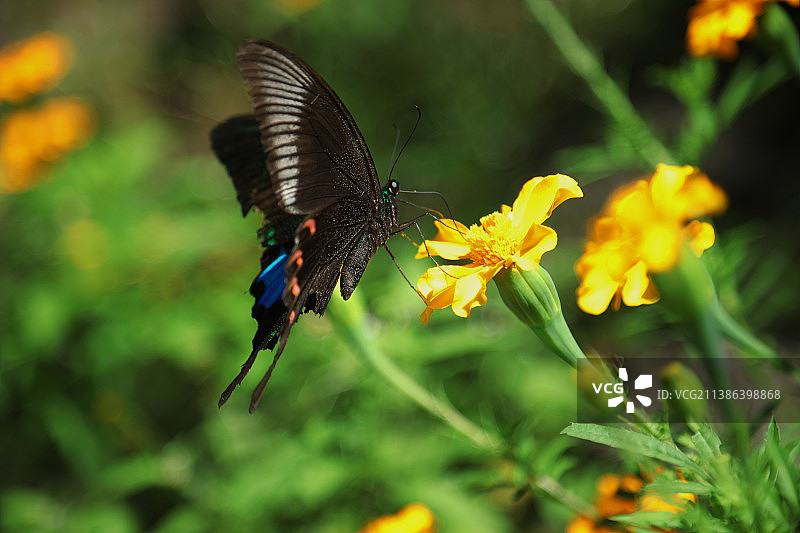 花丛中的凤尾蝶特写图片素材