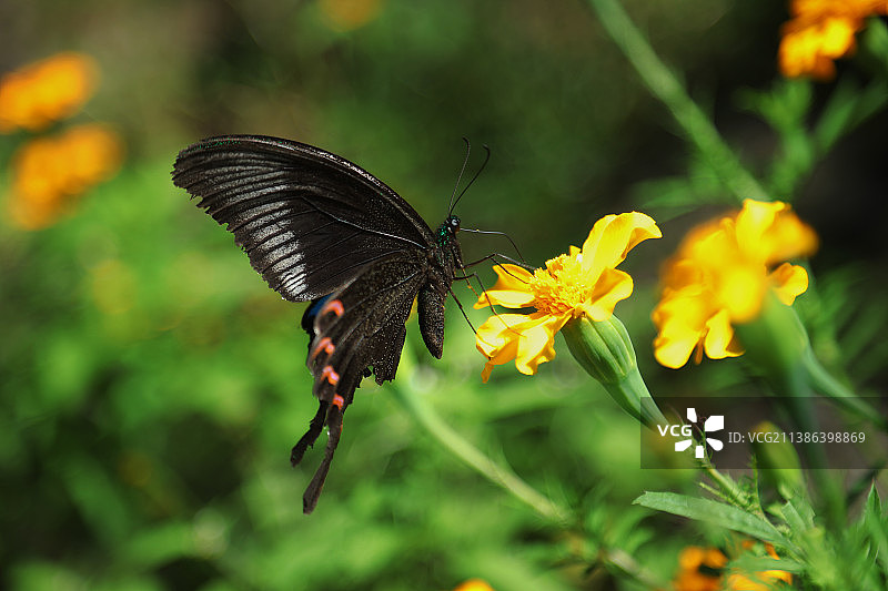 花丛中的凤尾蝶特写图片素材