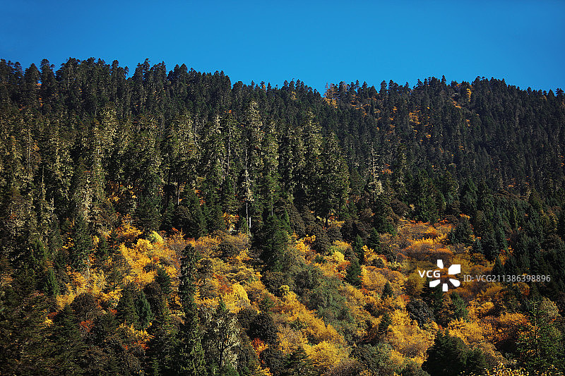 西藏鲁朗风光图片素材