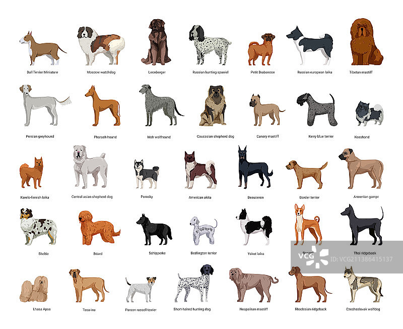 犬类品种合集图片素材