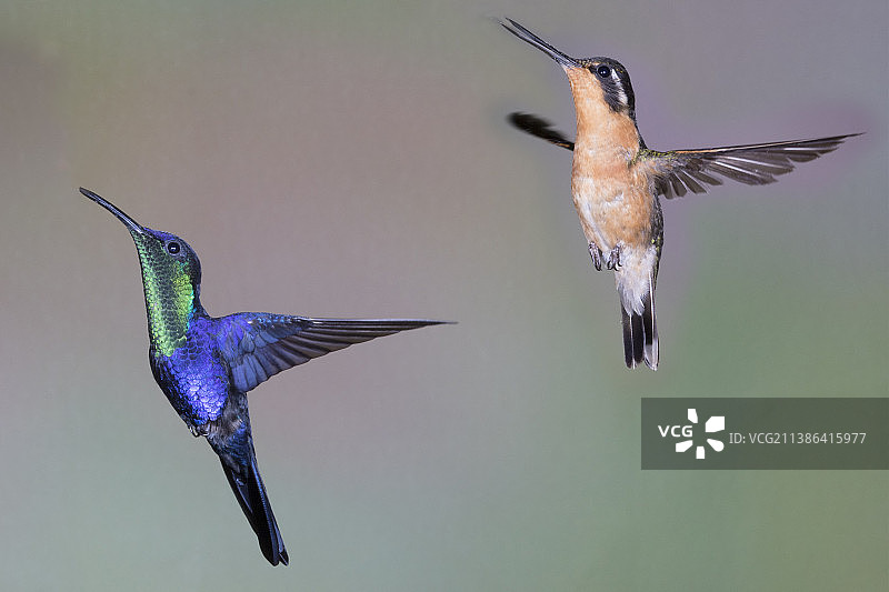 加冕林 nymph 蜂鸟雄性和紫喉山宝石蜂鸟雌性飞翔图片素材