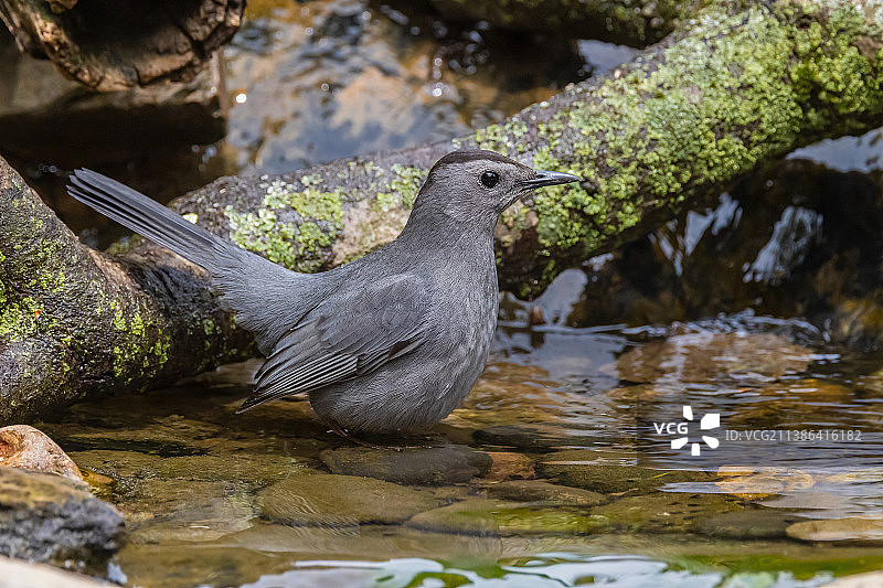 灰色的猫鹊图片素材