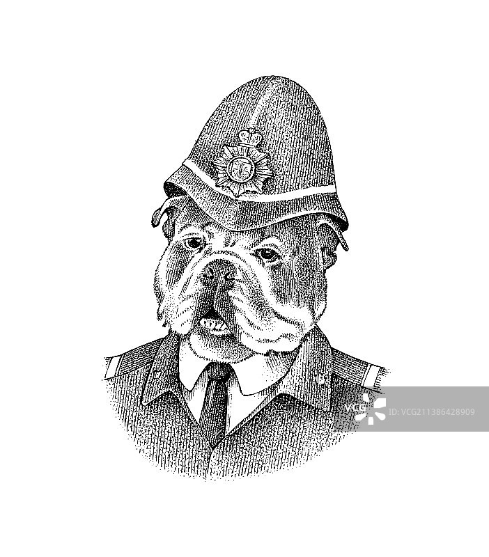 警察制服英国斗牛犬图片素材