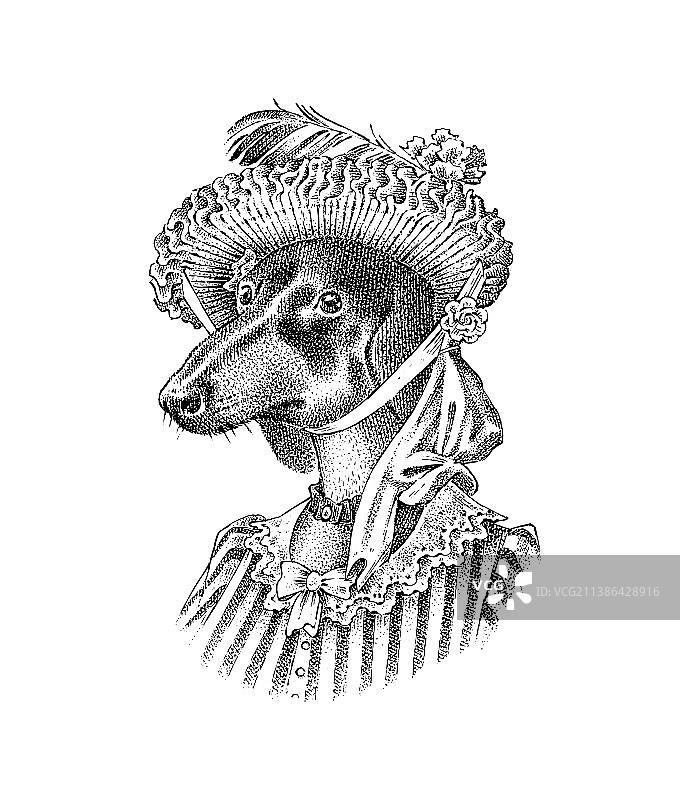 穿西装的腊肠犬图片素材