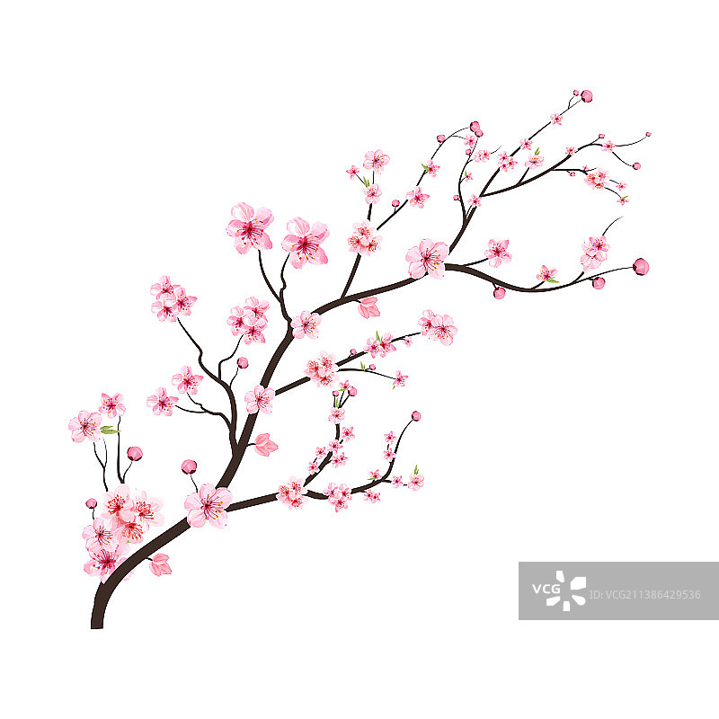 盛开的粉色樱花枝图片素材