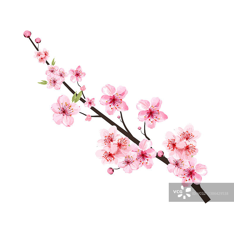 盛开的粉色樱花枝图片素材