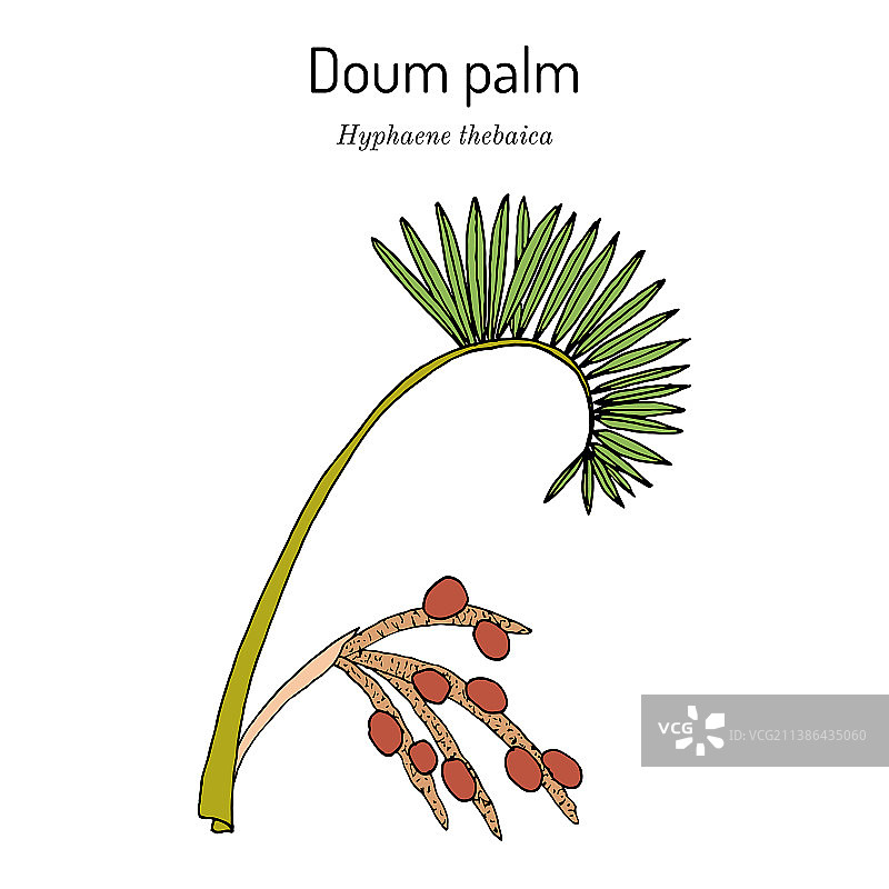 杜姆棕榈或姜饼树图片素材