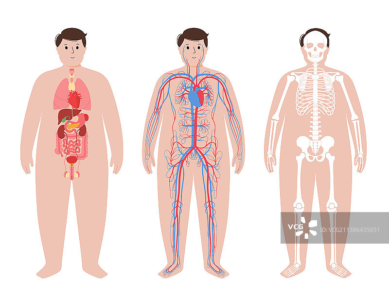 人体系统图片素材