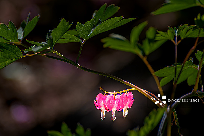 荷苞牡丹图片素材