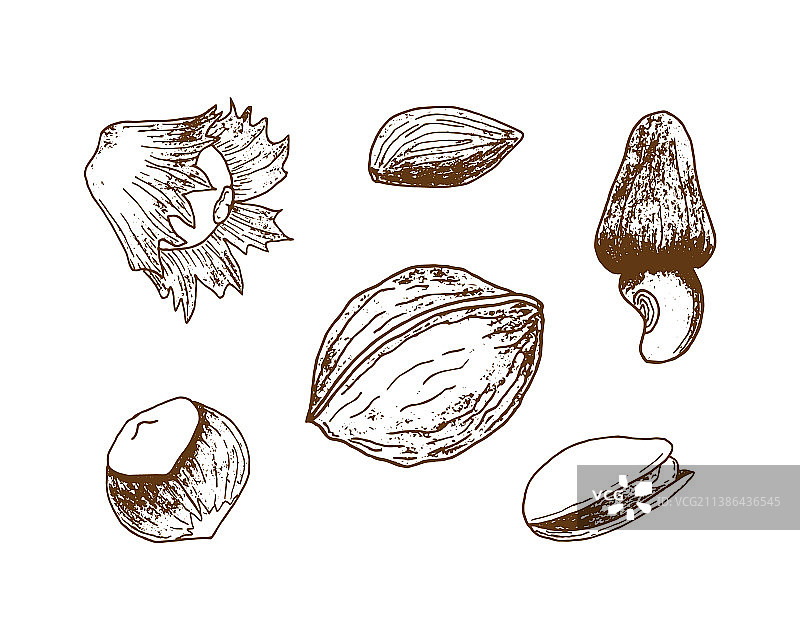坚果印章图案：开心果、榛子、核桃图片素材