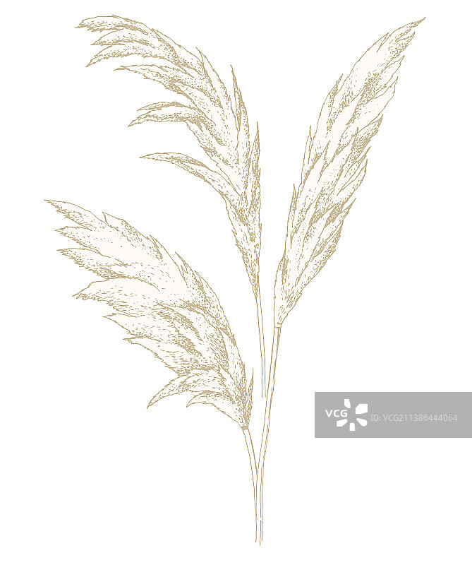 干燥的蒲苇草秋季设计元素图片素材