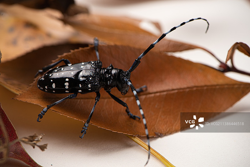 小时候玩的虫子/天牛图片素材