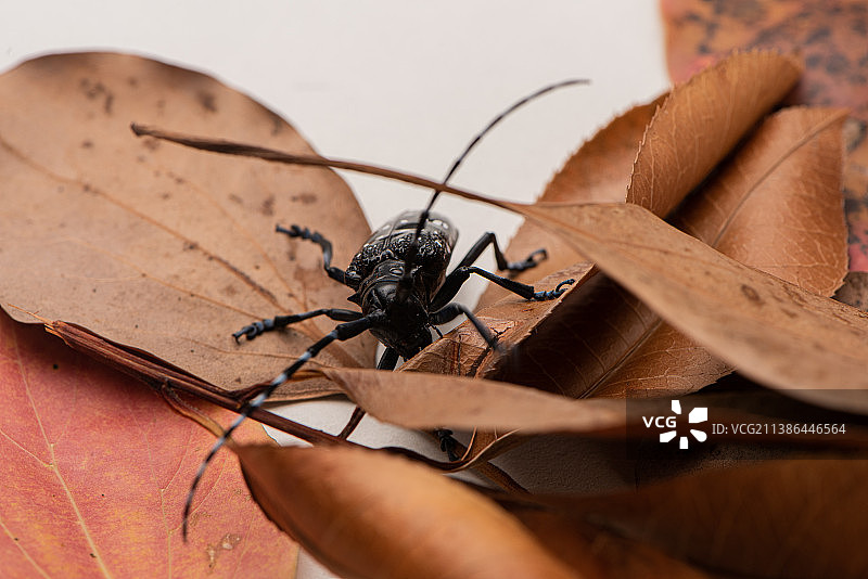 小时候玩的虫子/天牛图片素材