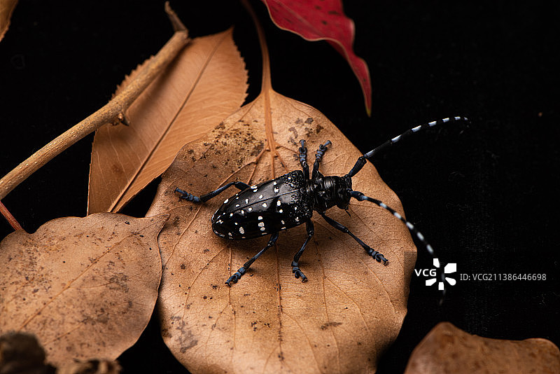 小时候玩的虫子/天牛图片素材