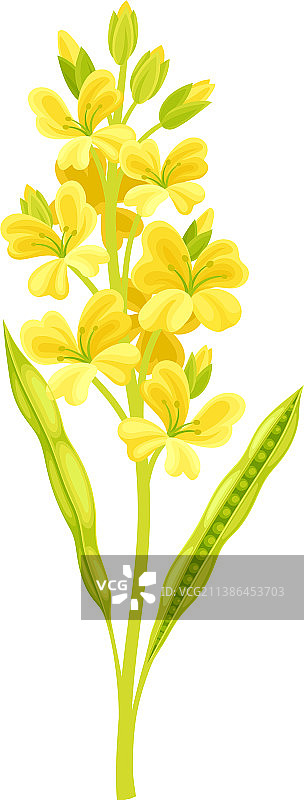 开黄花的芥菜植物图片素材