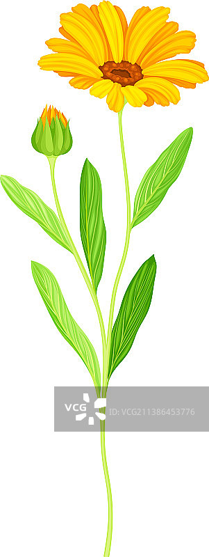 优雅的万寿菊橙色花卉图片素材