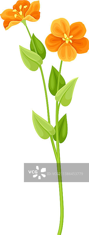 美丽的花毛茛橙色花朵优雅花卉图片素材