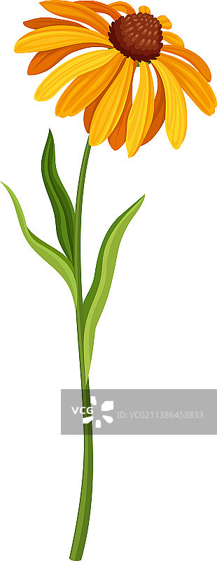 耶路撒冷洋蓟花卉优雅花卉设计图片素材