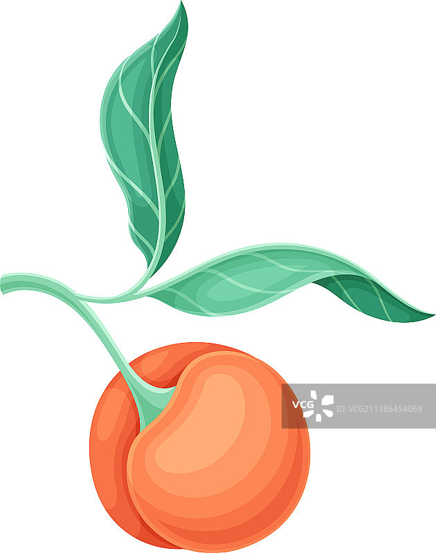 结满成熟果实的桃树枝叶图片素材