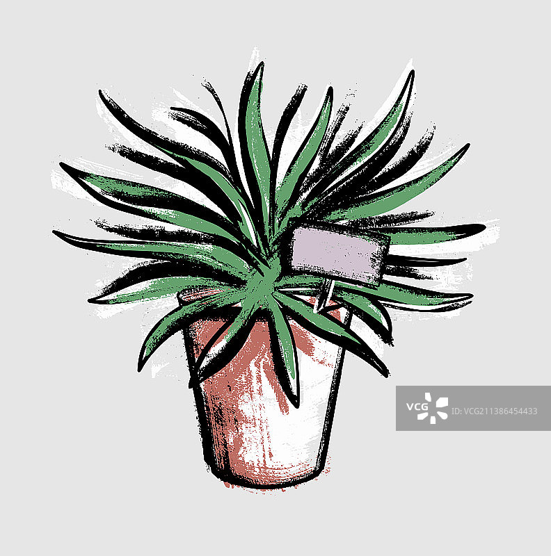 花盆里的菠萝植物图片素材