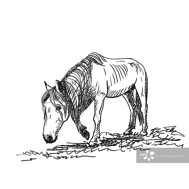 饥饿的马匹素描，肋骨突出图片素材