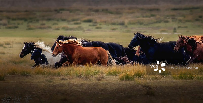 草原驰骋～图片素材