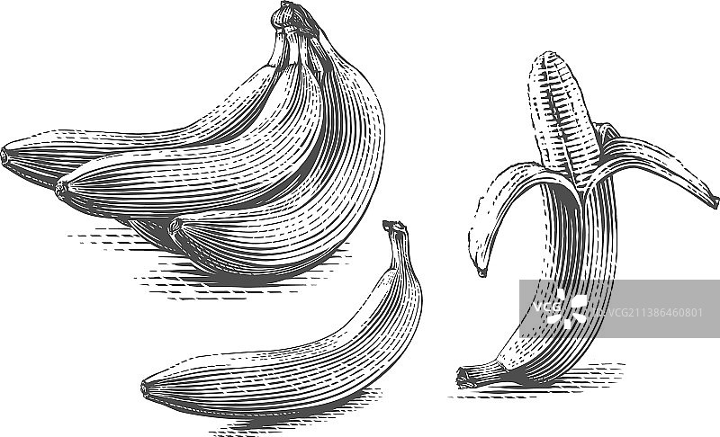 香蕉手绘草图雕刻图案图片素材